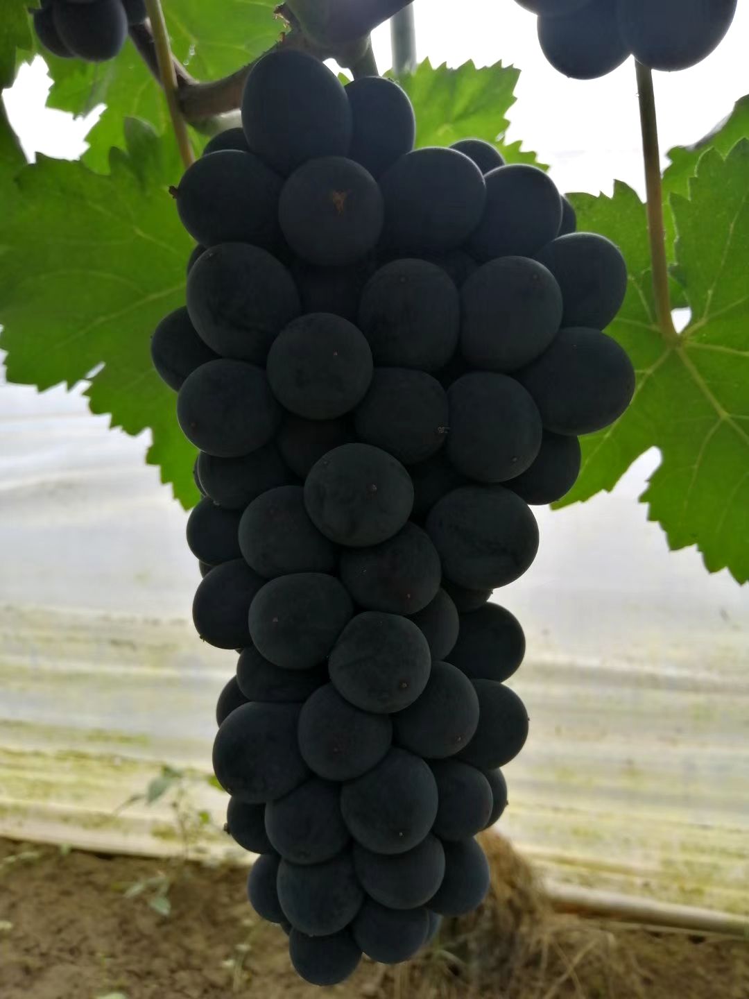  早峰六号葡萄色泽好，颗粒饱满