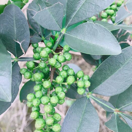 绵阳藤椒 一级 鲜花椒
