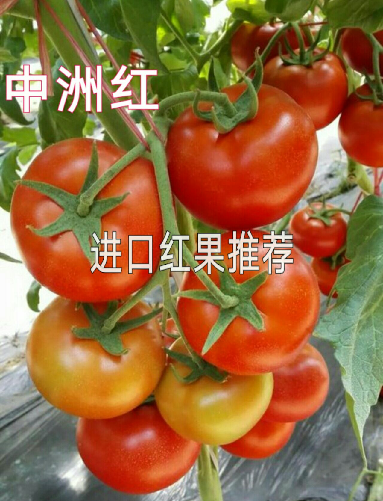 红果番茄种子 南方推荐-大红石头番茄-中洲红