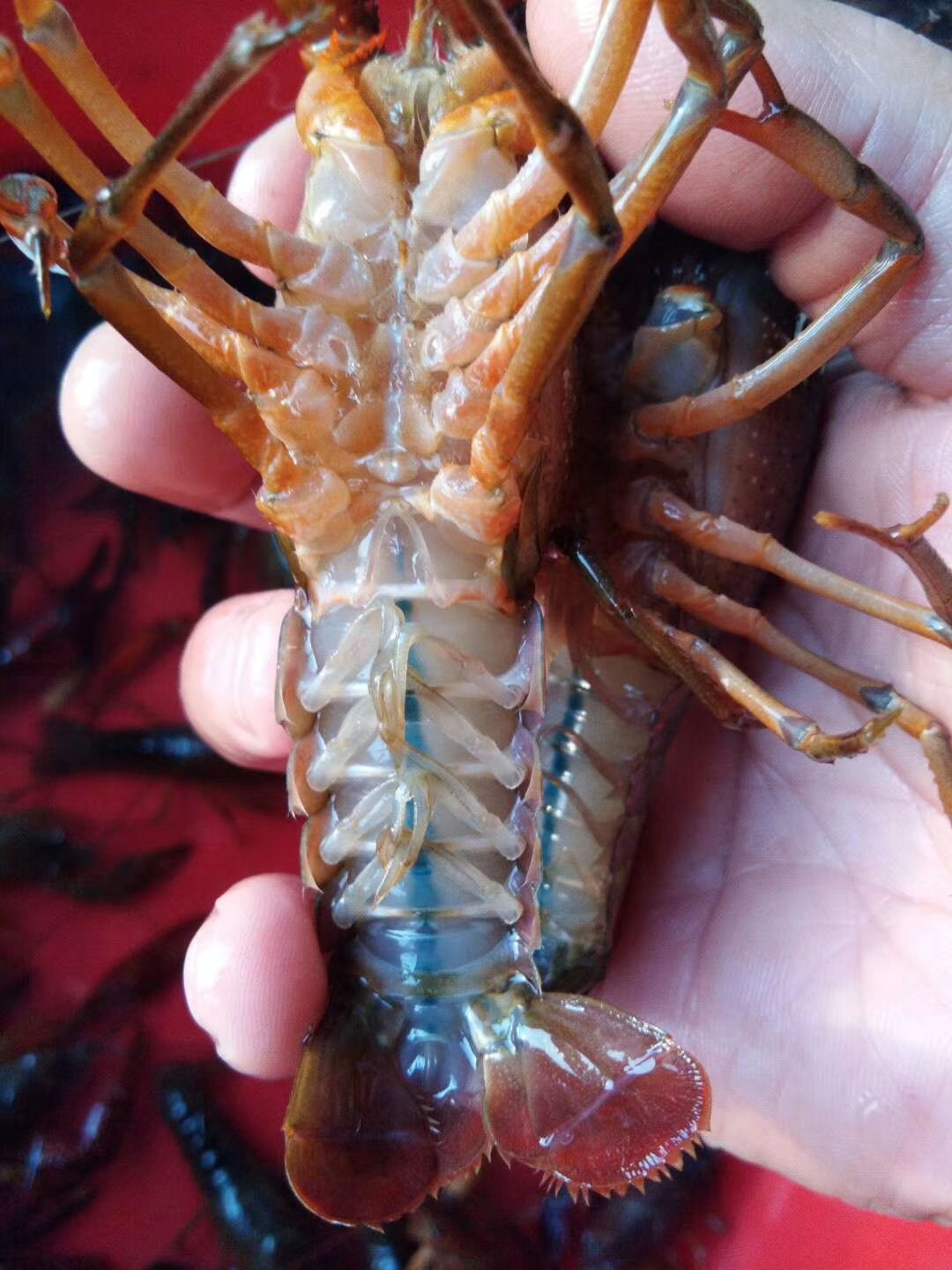  清水小龙虾4—6钱 12一斤