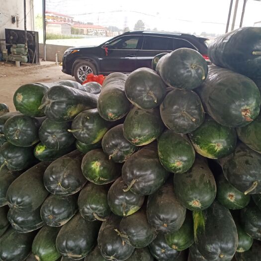 黑优大冬瓜 河北省保定市清苑区种植黑皮大东瓜大量上市，主要有吊东瓜和地瓜
