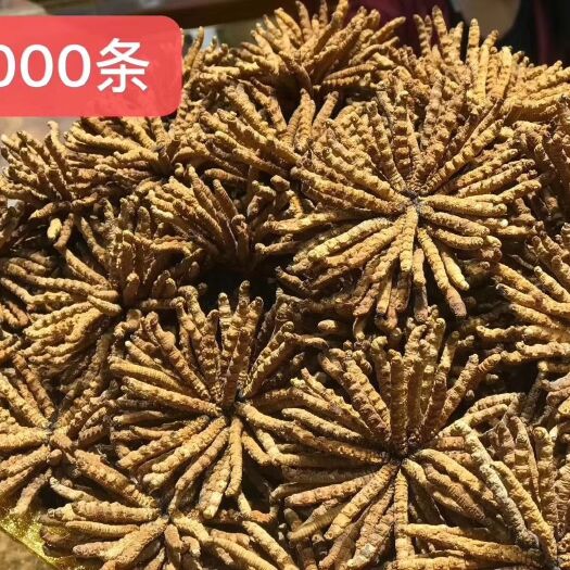 昆明 精品虫草
