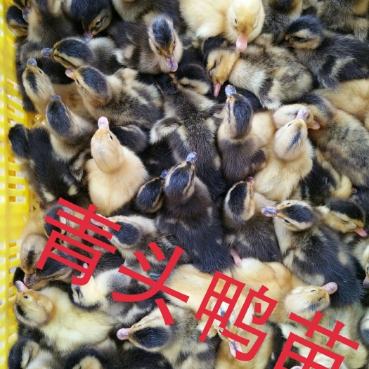 南宁 青头鸭――鸭苗