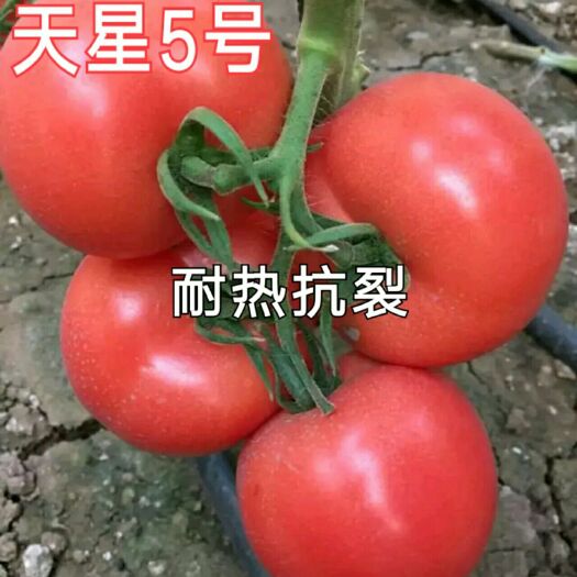 寿光市粉果番茄种子 越夏品种推荐-天星5号