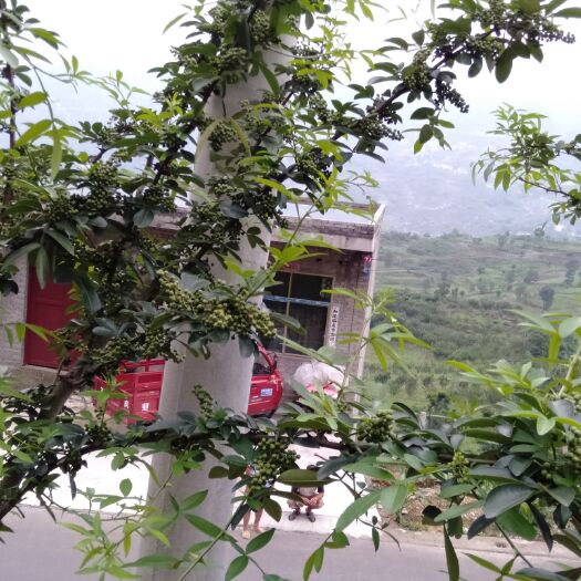 关岭县 青花椒