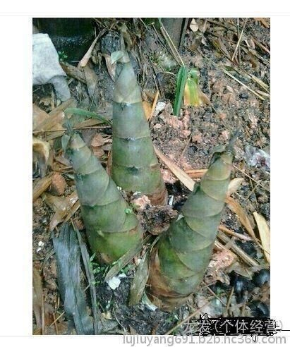漳浦县 生态麻笋批发