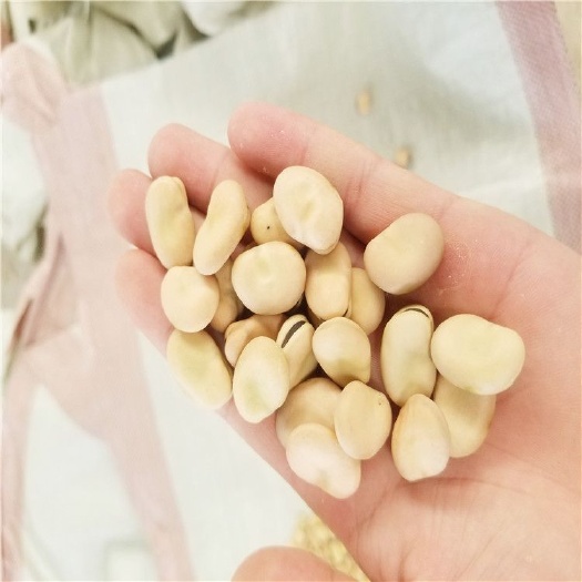 武山县甘肃蚕豆批发，鲜蚕豆，干蚕豆，批发，