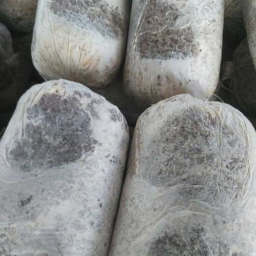 郓城县平菇菌棒  大量供食用菌菌棒     平菇菌棒