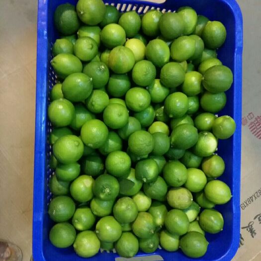 博罗县南非柠檬 1.6 - 2两