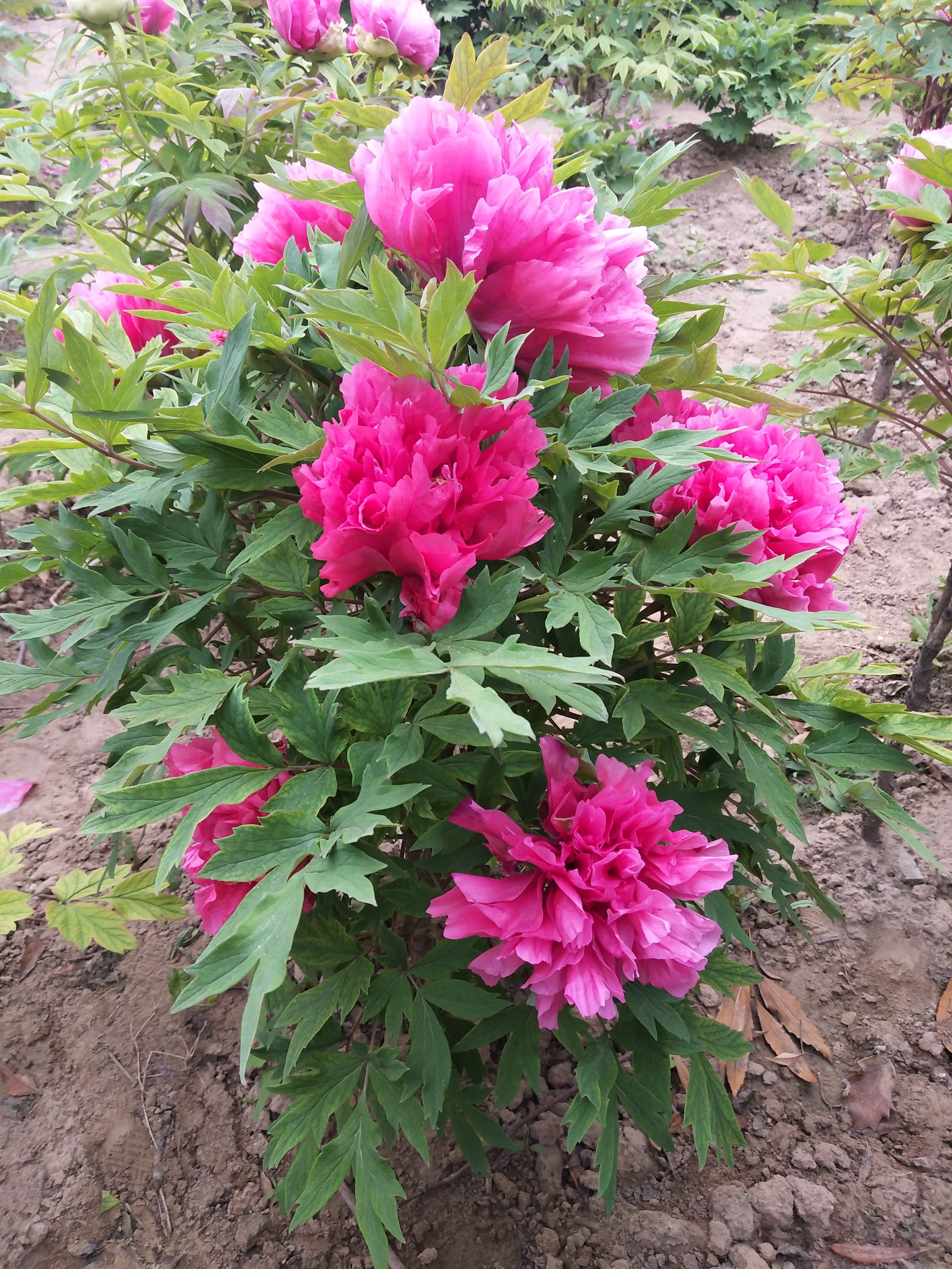 菏泽富贵牡丹种植基地欢迎你订购，品种全，规格多。