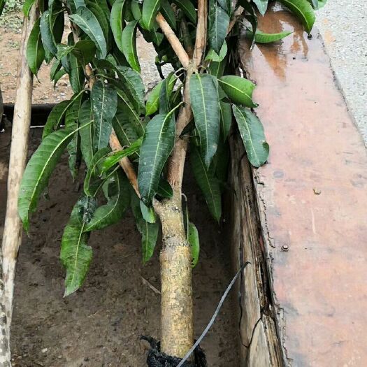 灵山县 芒果苗