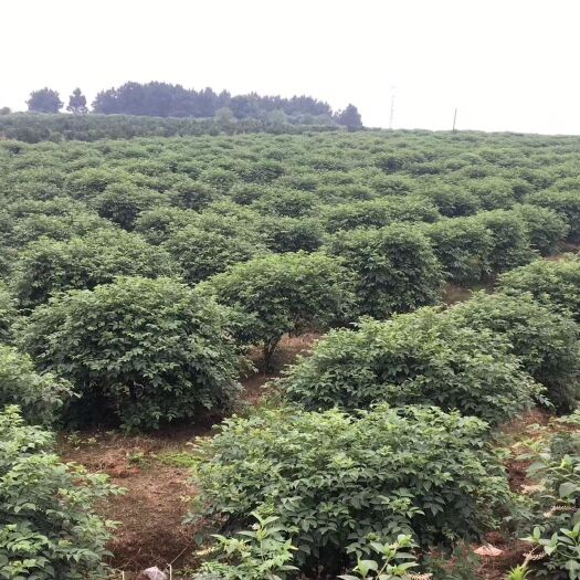 樟树市 正品生根吴茱萸苗