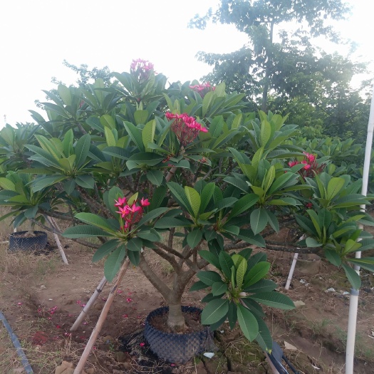 红鸡蛋花  红花鸡蛋花