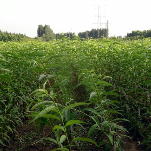 蒙阴县 山东省临沂市蒙阴县有毛桃苗10万棵，有需要的老板联系