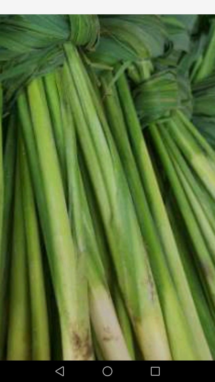 香茅草  香柕草鲜茎，下单后第二天发货，因为要现挖，快递要四
