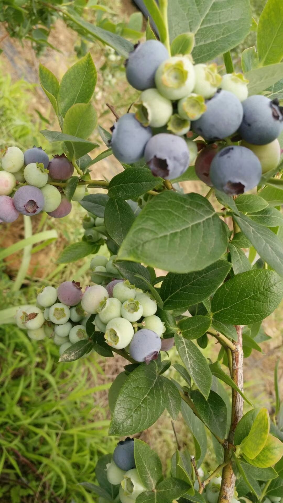 杜克藍莓苗 藍莓樹苗4年苗帶果帶土發(fā)貨保證質(zhì)量