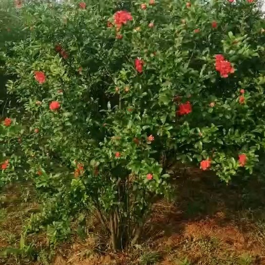 武汉花石榴苗   花石榴 丛生花石榴