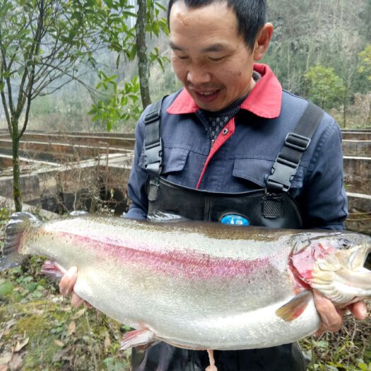 大邑县其他三文鱼