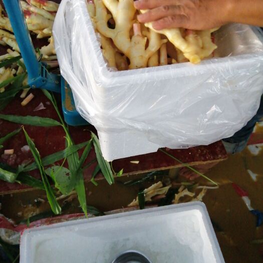 南宁仔姜 水洗