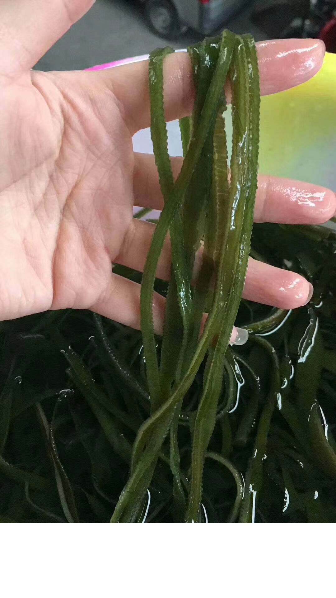 批发烘干盐渍海带丝藻类干货干海带丝跑江湖摆地摊地货源