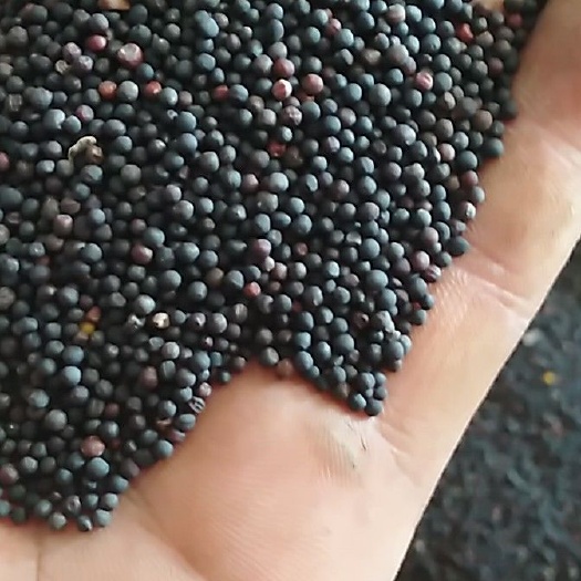 霍邱县油菜籽