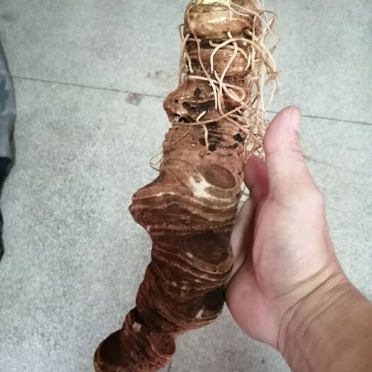 连山县一枝黄花 广东七叶一枝花