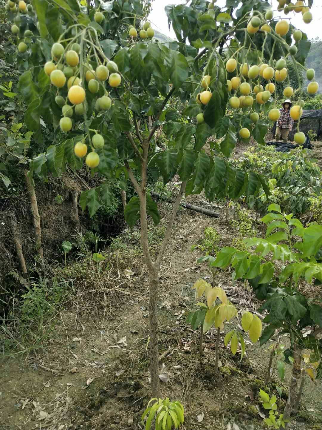 廣西嫁接黃皮果樹苗無核雞心黃皮樹苗黑黃皮冰糖黃皮果苗