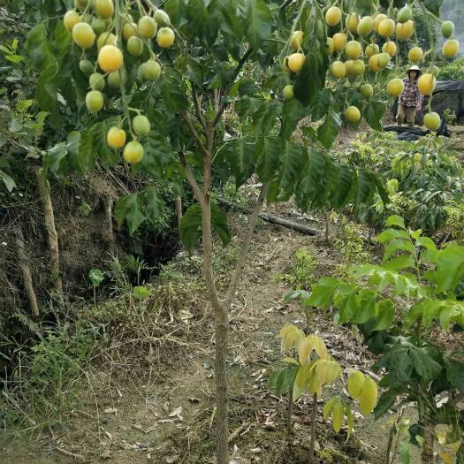 灵山县 广西嫁接黄皮果树苗无核鸡心黄皮树苗黑黄皮冰糖黄皮果苗