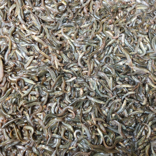利辛县泥鳅苗 台鳅苗