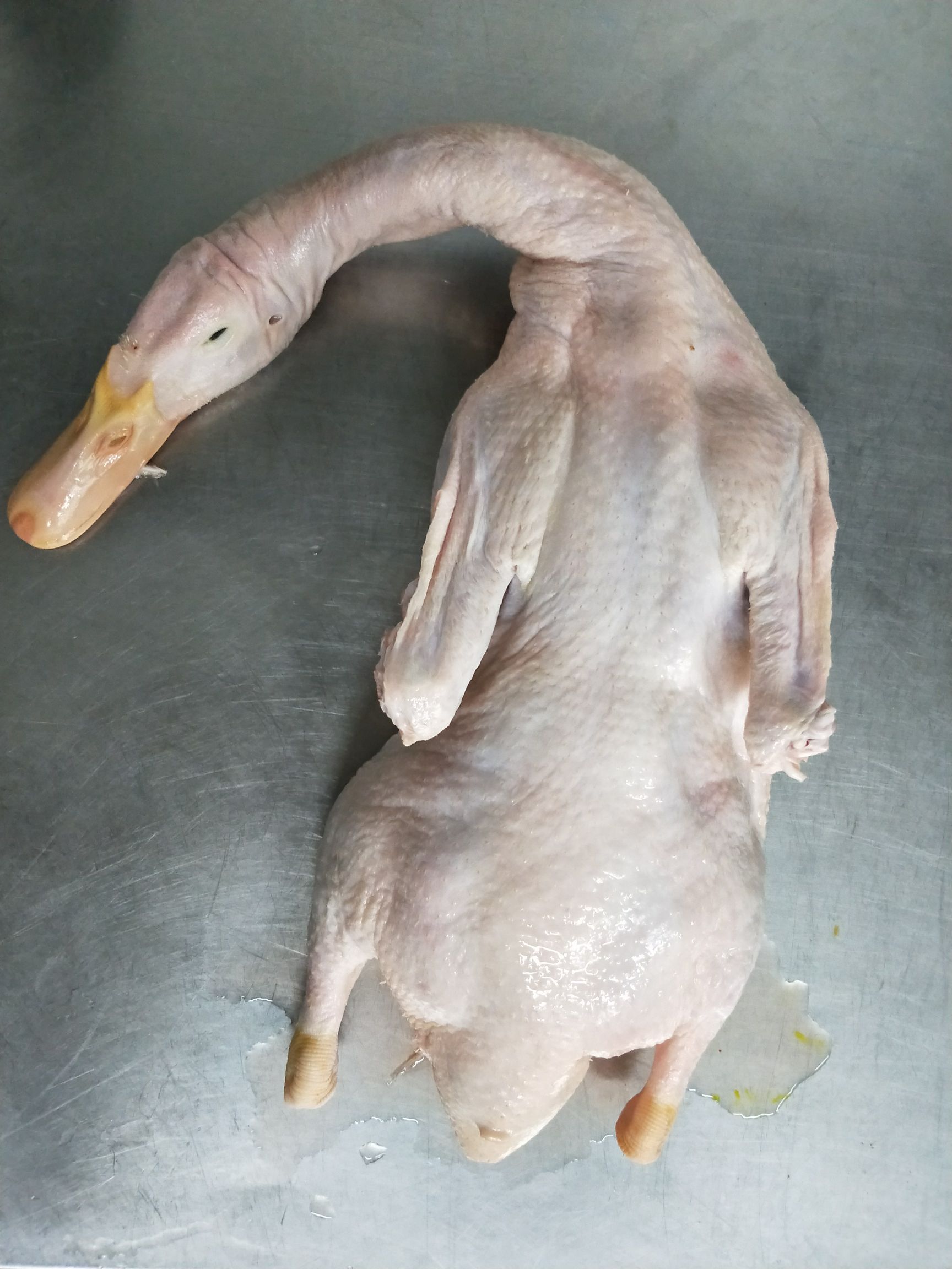 白鸭白条鸭,美味烧鸭用材,优质食材,脆皮烤鸭!