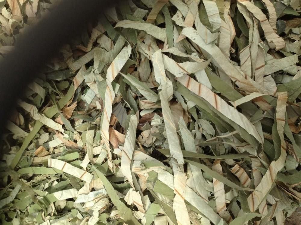 荷叶 批发，零售！药食同源！新货！一斤包邮到家！