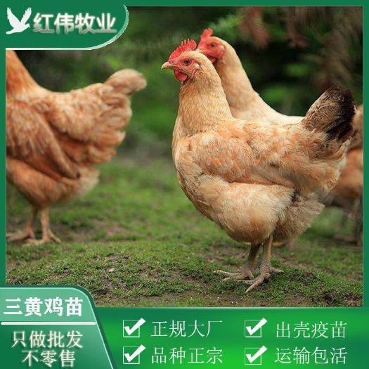 广州三黄鸡苗 品种正宗、包打疫苗、死亡包赔