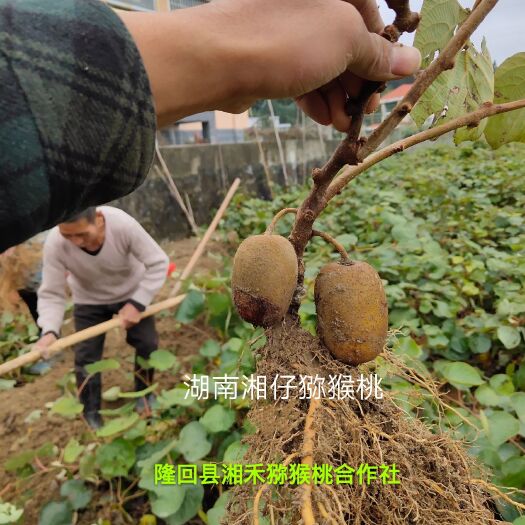 隆回县黄心猕猴桃苗