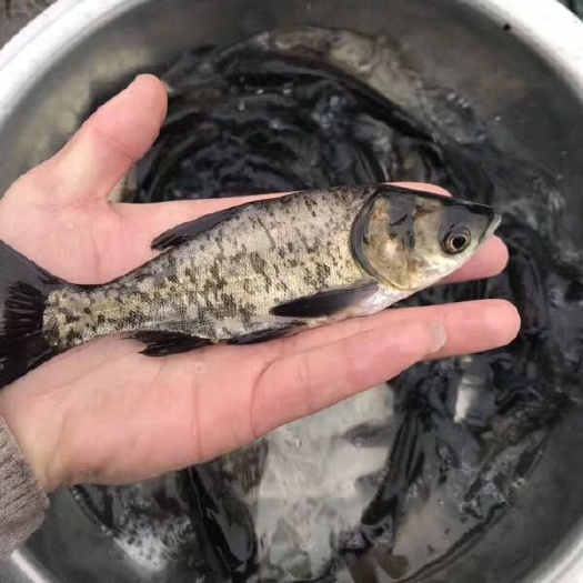 大头鱼鱼苗  花鲢