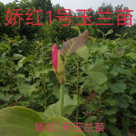 郯城县 自家苗圃出售娇红1号玉兰，红宝石玉兰和3至9公分娇红1号玉兰