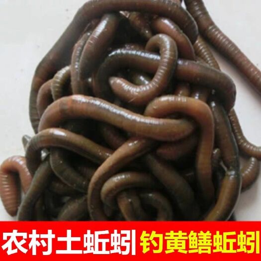 汉川市青蚯蚓，土蚯蚓，汉蚯蚓，掉黄鳝蚯蚓，蚯蚓活饵
