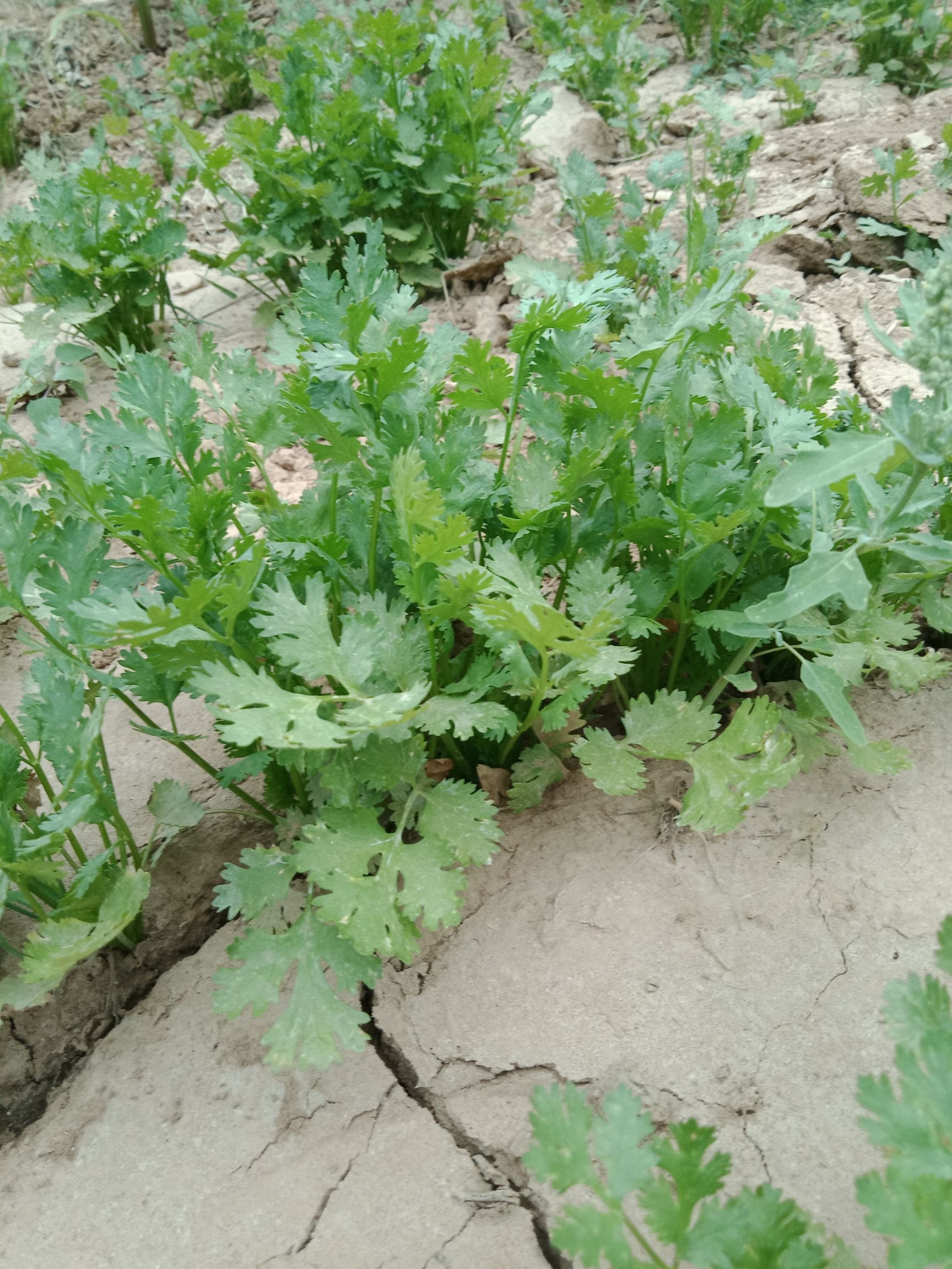  铁杆青香菜，现货上市