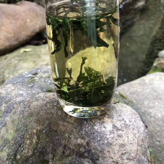 杭州 蒲公英茶