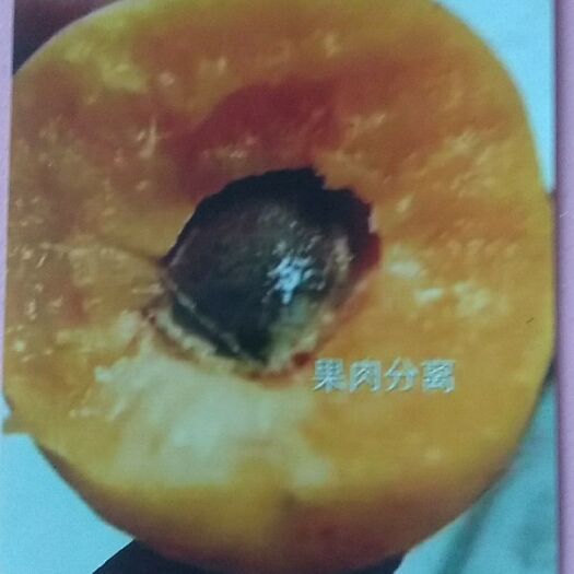 营口沙金红杏树苗  l金太阳杏苗