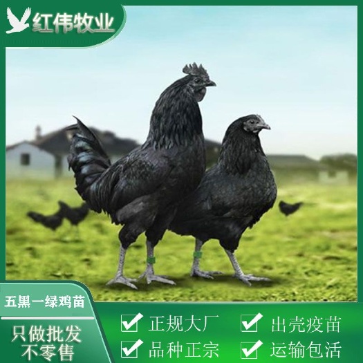 广州五黑一绿鸡苗 包打疫苗 成活高