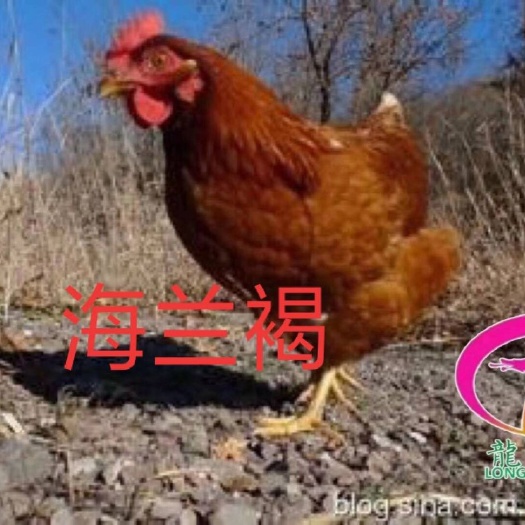 广州海兰褐 海兰灰蛋鸡苗
包打疫苗，厂家直销