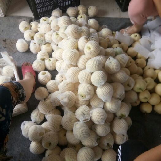 砀山县绿宝石梨 60mm以上 60-100g