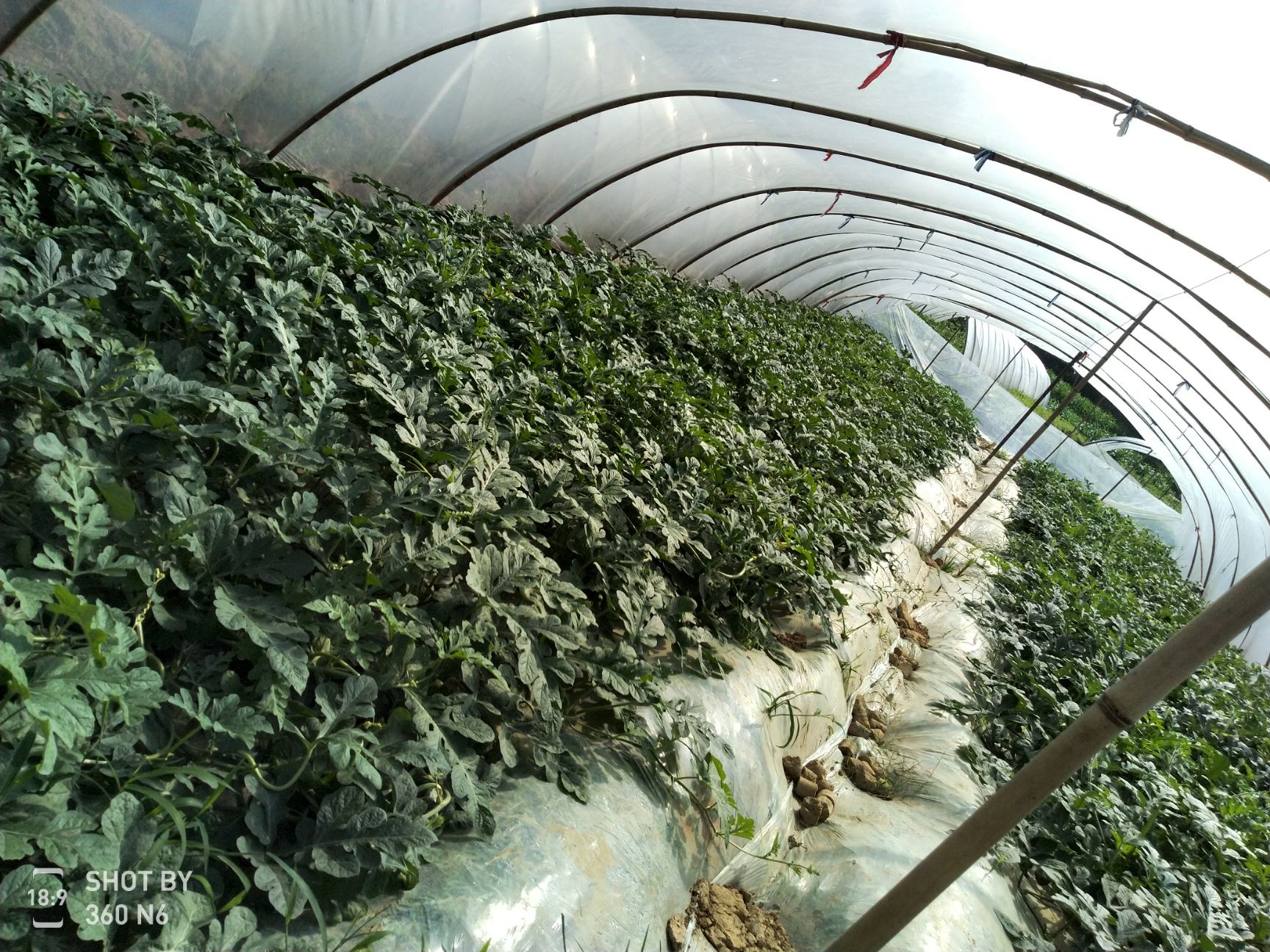 麒麟西瓜 贵州省遵义市绥阳县 1茬