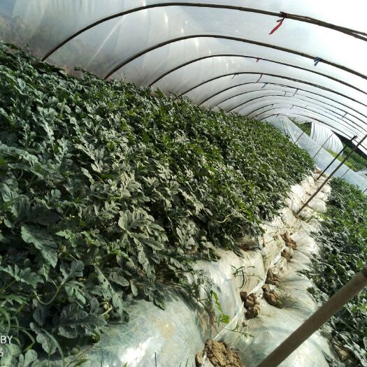 绥阳县麒麟西瓜 贵州省遵义市绥阳县 1茬