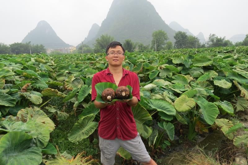 广西 荔浦芋头 香芋 一件代发 荔浦发货