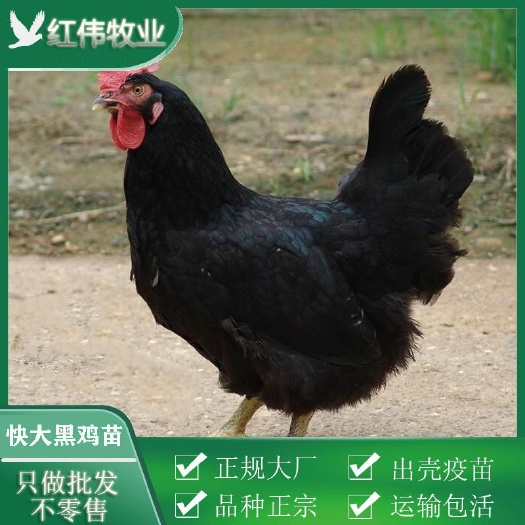 广州黑鸡苗 包打疫苗 成活高 厂家直销