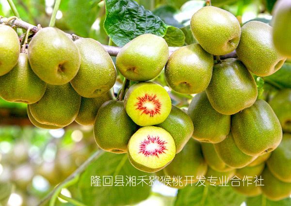 隆回县红心猕猴桃苗
