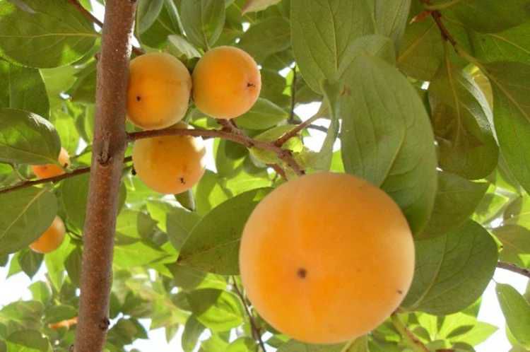 牛心柿苗 柿子苗嫁接甜脆柿子果树苗南方种植盆栽阳台北方地栽庭