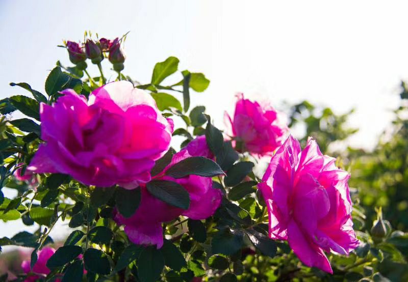 玫瑰花 玫瑰花