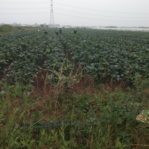 莱西市 新鲜秋葵现摘现发